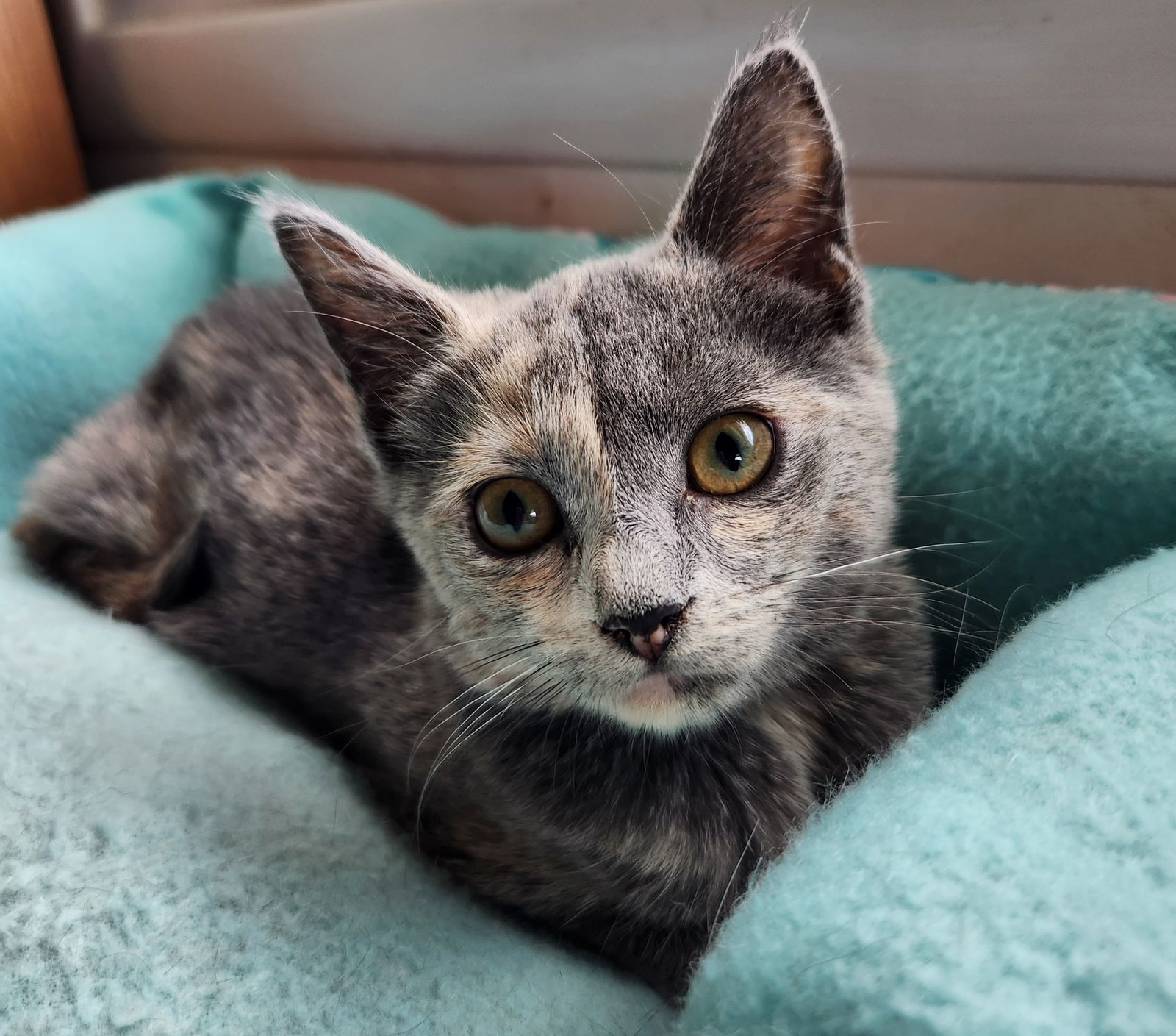 Birdie - Adoption Pending