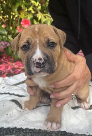 Meet Toby This gorgeous pup was born to mama Jellybean on March 25th Jellybean came to us very pre