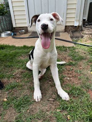 Juice Box, Young Male Terrier