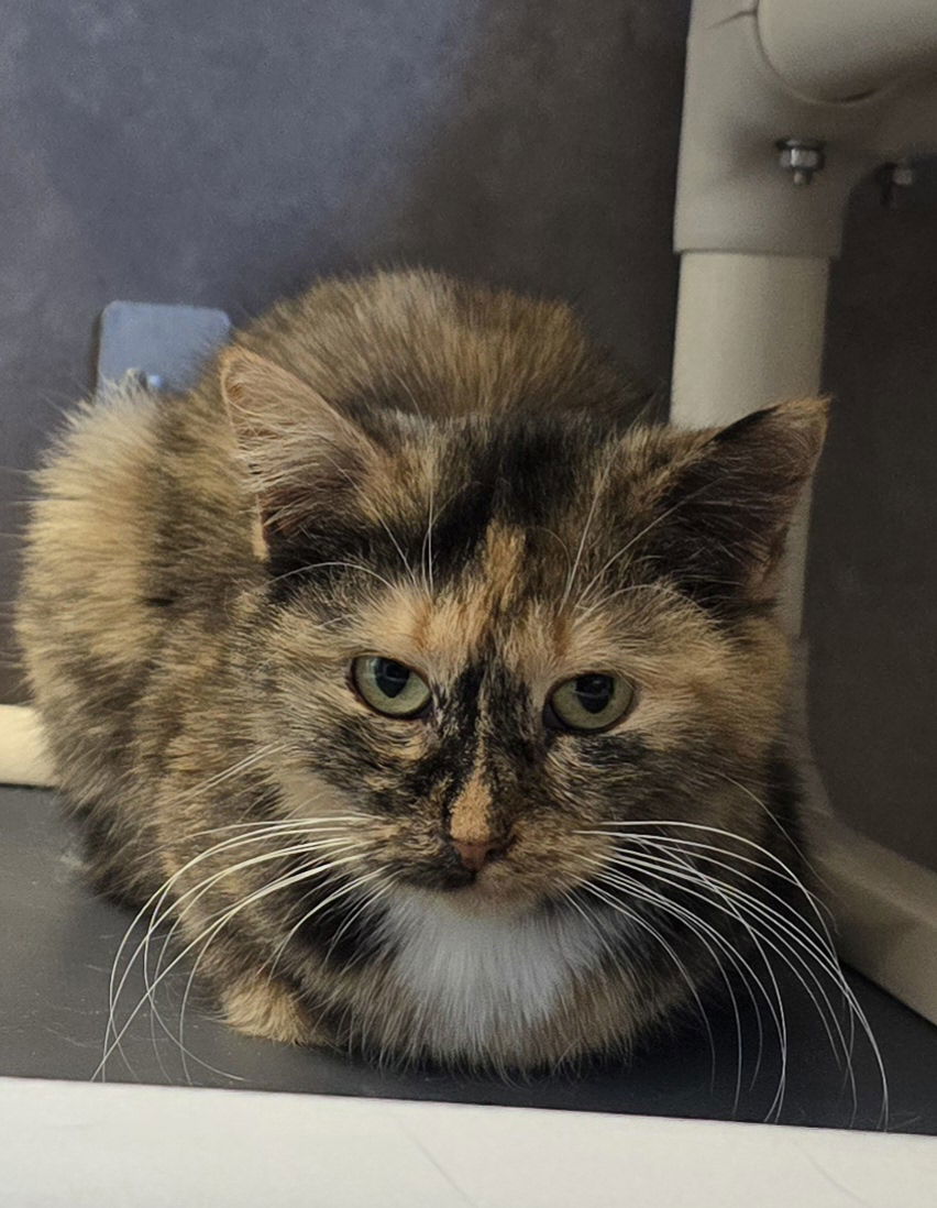 Pheebe, an adoptable Domestic Short Hair in Oskaloosa, IA, 52577 | Photo Image 1