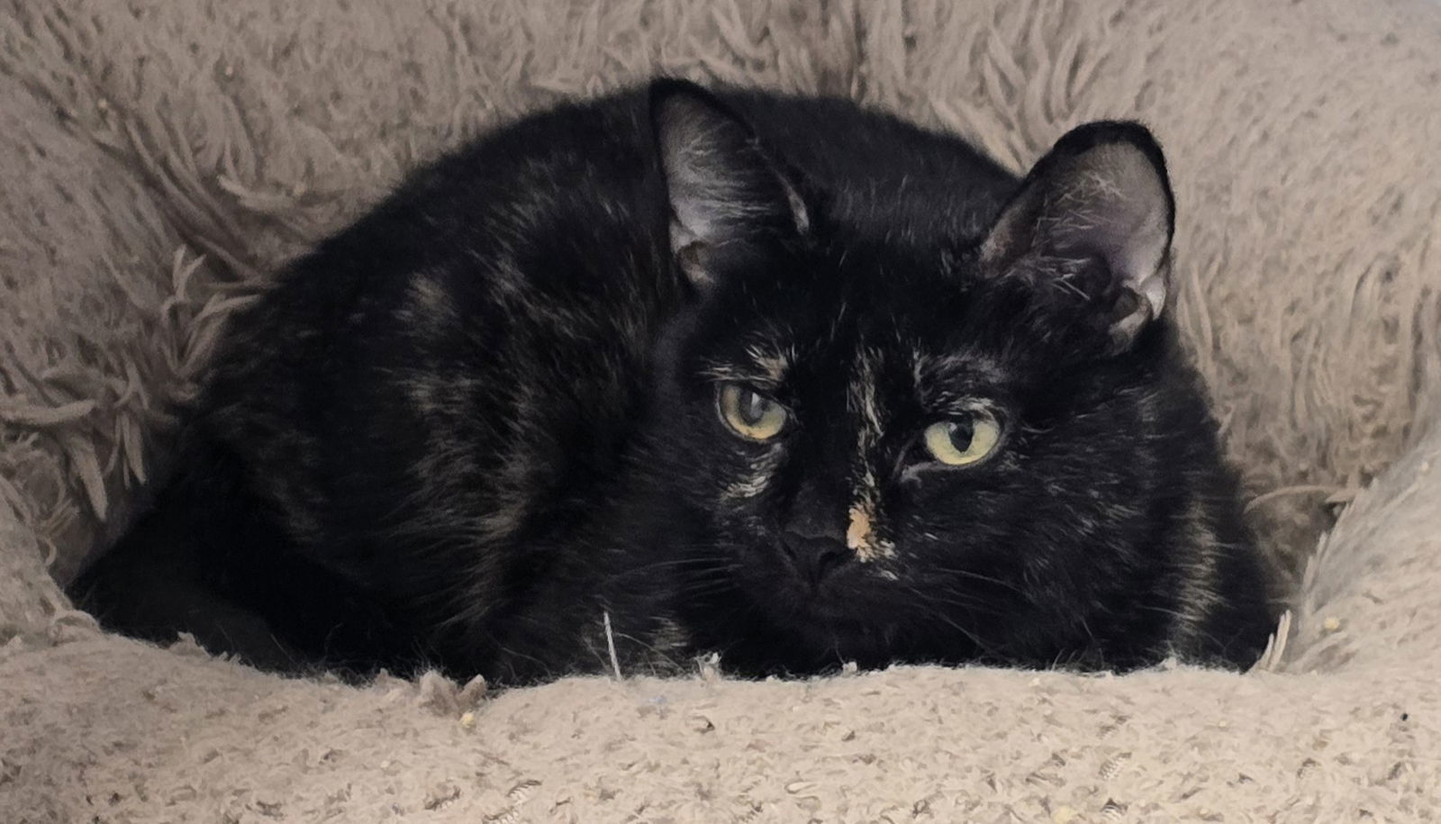 Leela, an adoptable Domestic Short Hair in Oskaloosa, IA, 52577 | Photo Image 1