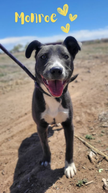 Monroe, an adoptable McNab, American Staffordshire Terrier in Monte Vista, CO, 81144 | Photo Image 1