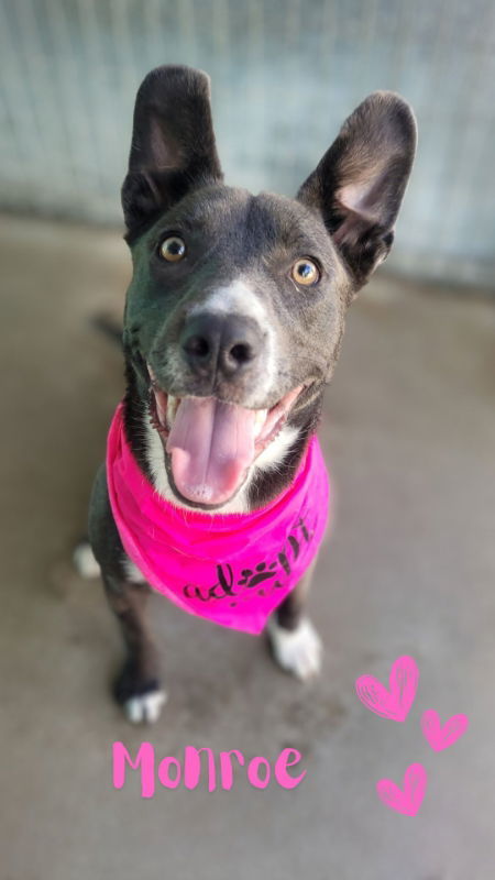 Monroe, an adoptable McNab, American Staffordshire Terrier in Monte Vista, CO, 81144 | Photo Image 1