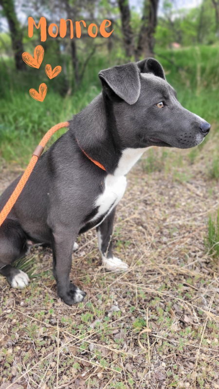 Monroe, an adoptable McNab, American Staffordshire Terrier in Monte Vista, CO, 81144 | Photo Image 2