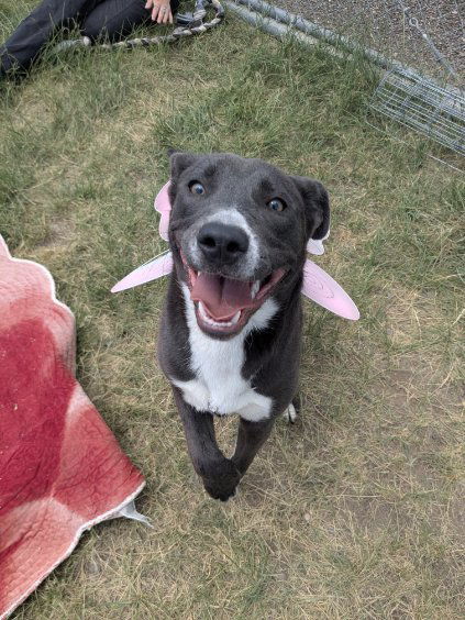 Monroe, an adoptable McNab, American Staffordshire Terrier in Monte Vista, CO, 81144 | Photo Image 2