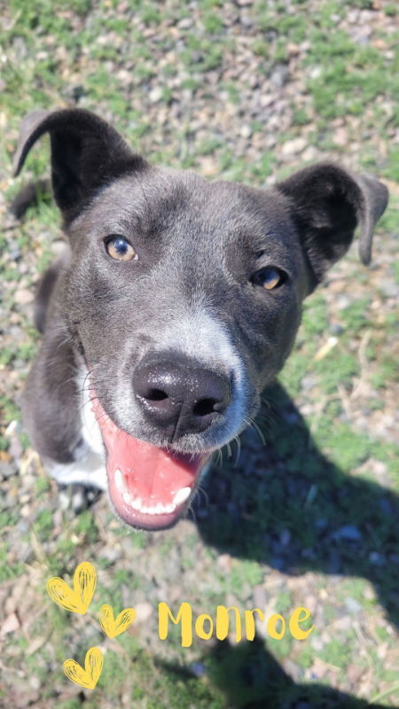 Monroe, an adoptable McNab, American Staffordshire Terrier in Monte Vista, CO, 81144 | Photo Image 3