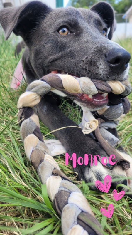 Monroe, an adoptable McNab, American Staffordshire Terrier in Monte Vista, CO, 81144 | Photo Image 3