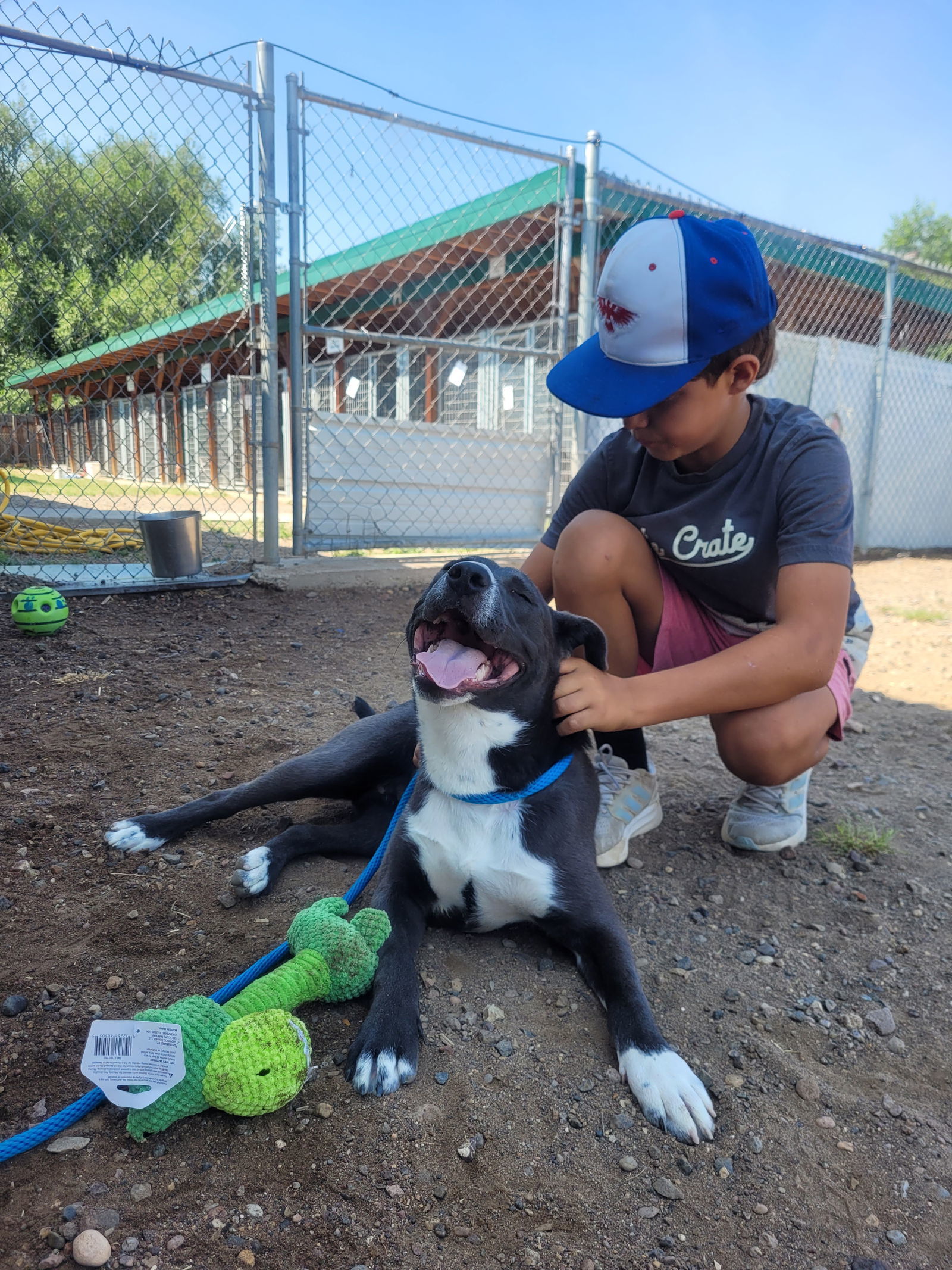 Monroe, an adoptable McNab, American Staffordshire Terrier in Monte Vista, CO, 81144 | Photo Image 3
