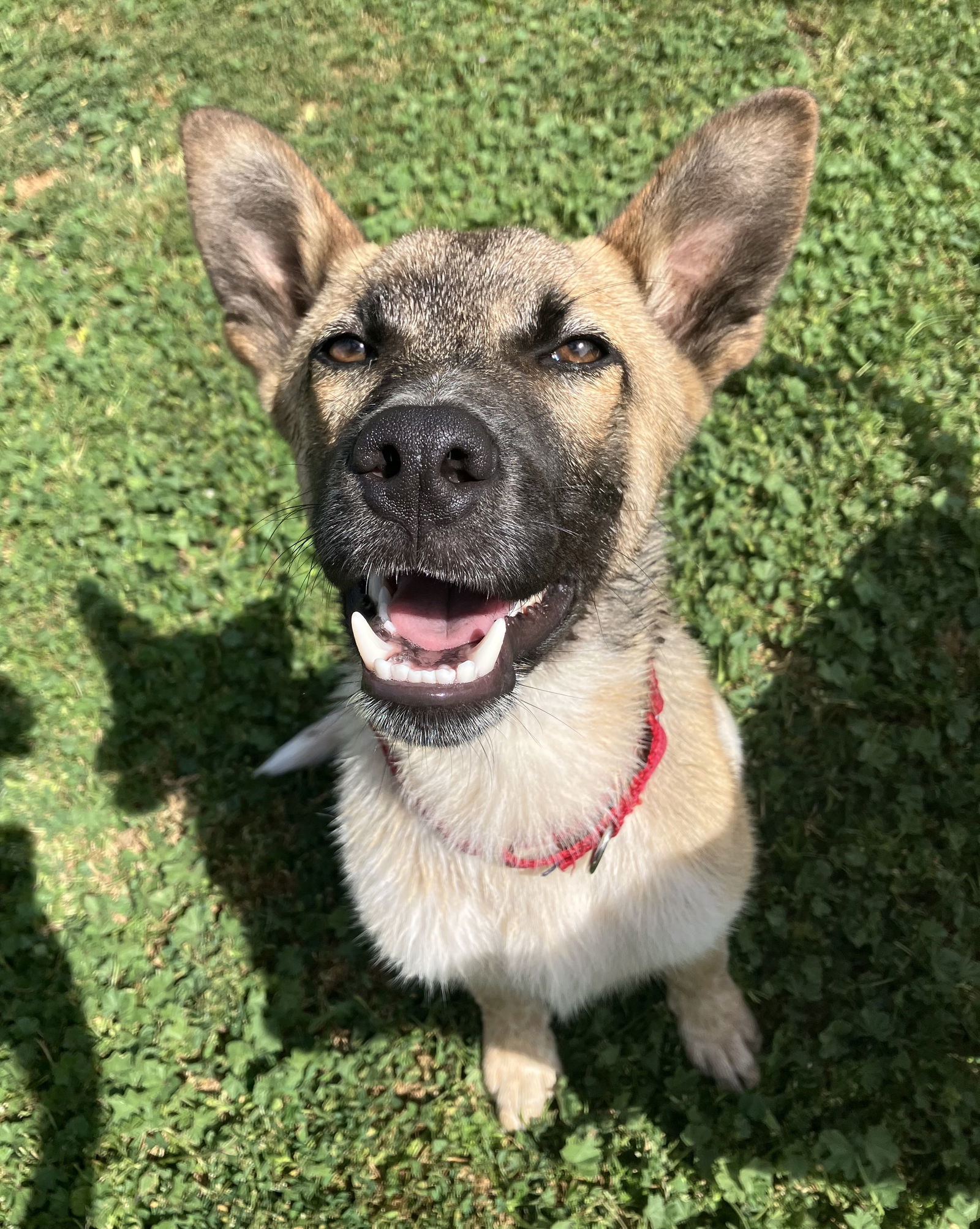 Koda
