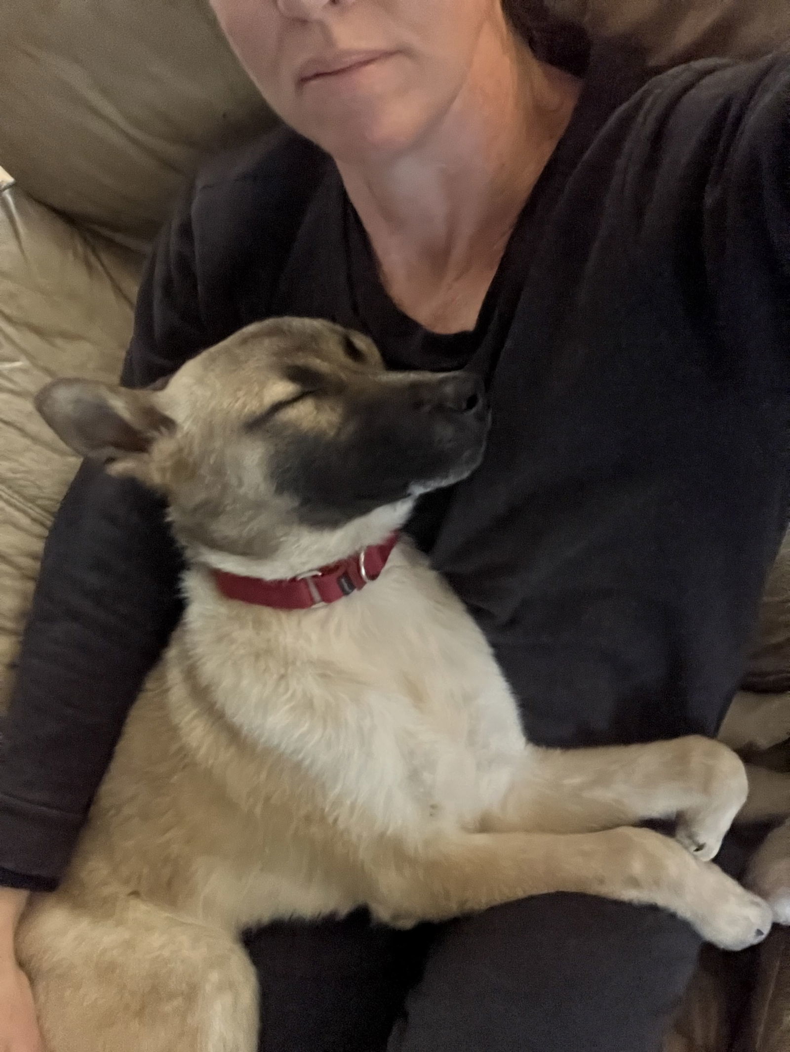 Koda