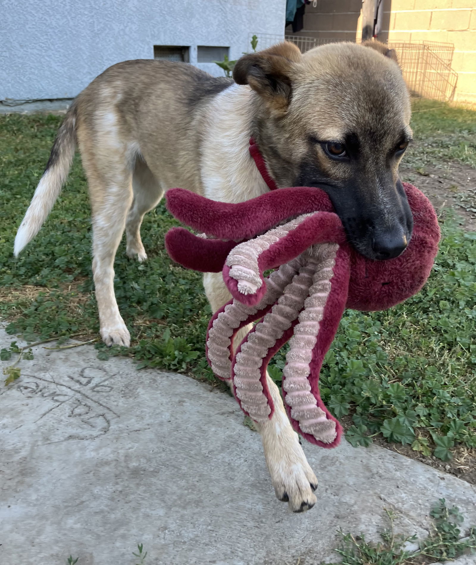 Koda