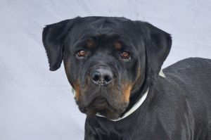 A5589691 Say hello to Ayla  a 3-year-old Rottweiler roly-poly lovebug with the cutest teensy nubbi