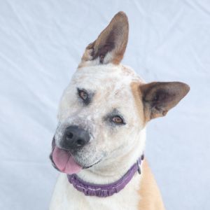 A5607912 Meet Molly America  a gorgeous 2-year-old Australian Cattle Dog mix with a truly exception