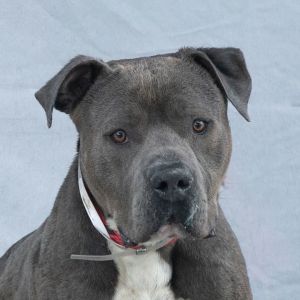 A5689763 Say hello to Hershey a 3-year-old Pitbull hunk with a charmingly chunky build and that cl