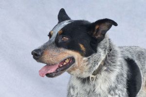 A5693675 Drako is a gorgeous Australian Cattle Dog with a heart as big as his smile -6-year-old n