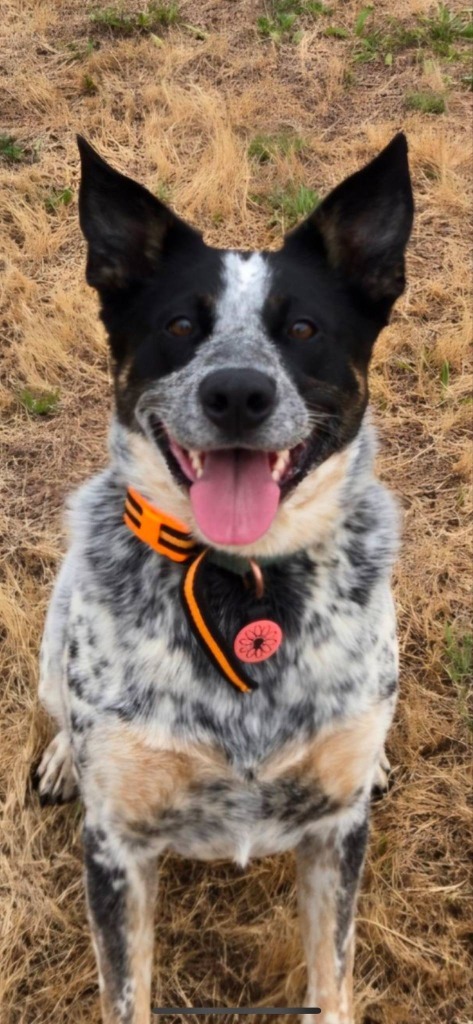 Lillie, an adoptable Cattle Dog in Brookings, OR, 97415 | Photo Image 1