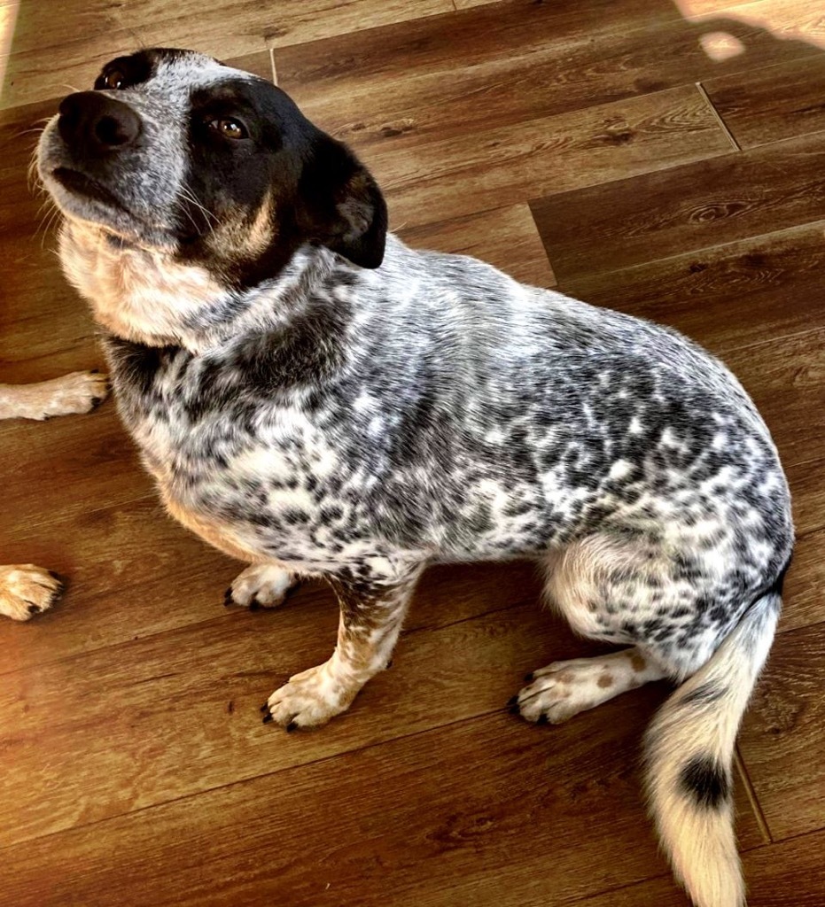 Lillie, an adoptable Cattle Dog in Brookings, OR, 97415 | Photo Image 3