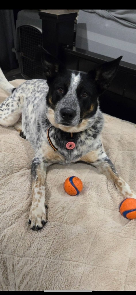 Lillie, an adoptable Cattle Dog in Brookings, OR, 97415 | Photo Image 4
