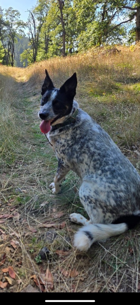 Lillie, an adoptable Cattle Dog in Brookings, OR, 97415 | Photo Image 5