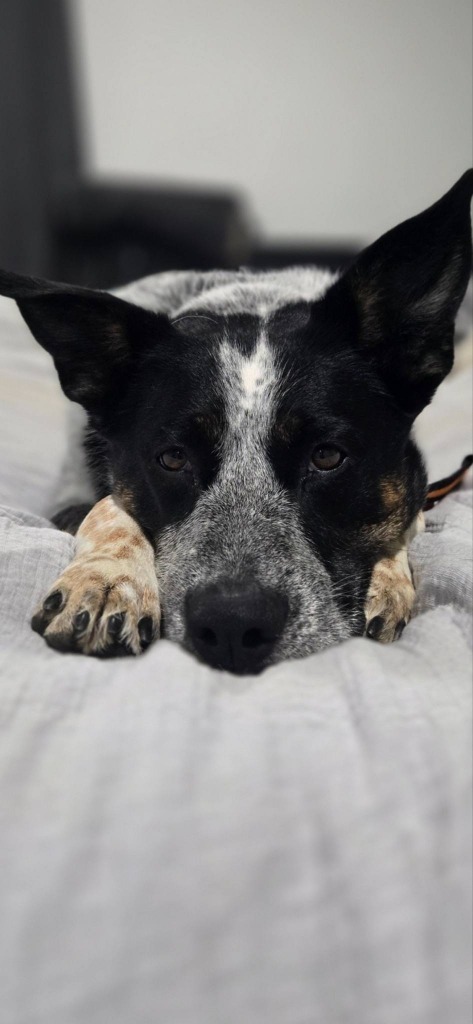 Lillie, an adoptable Cattle Dog in Brookings, OR, 97415 | Photo Image 6
