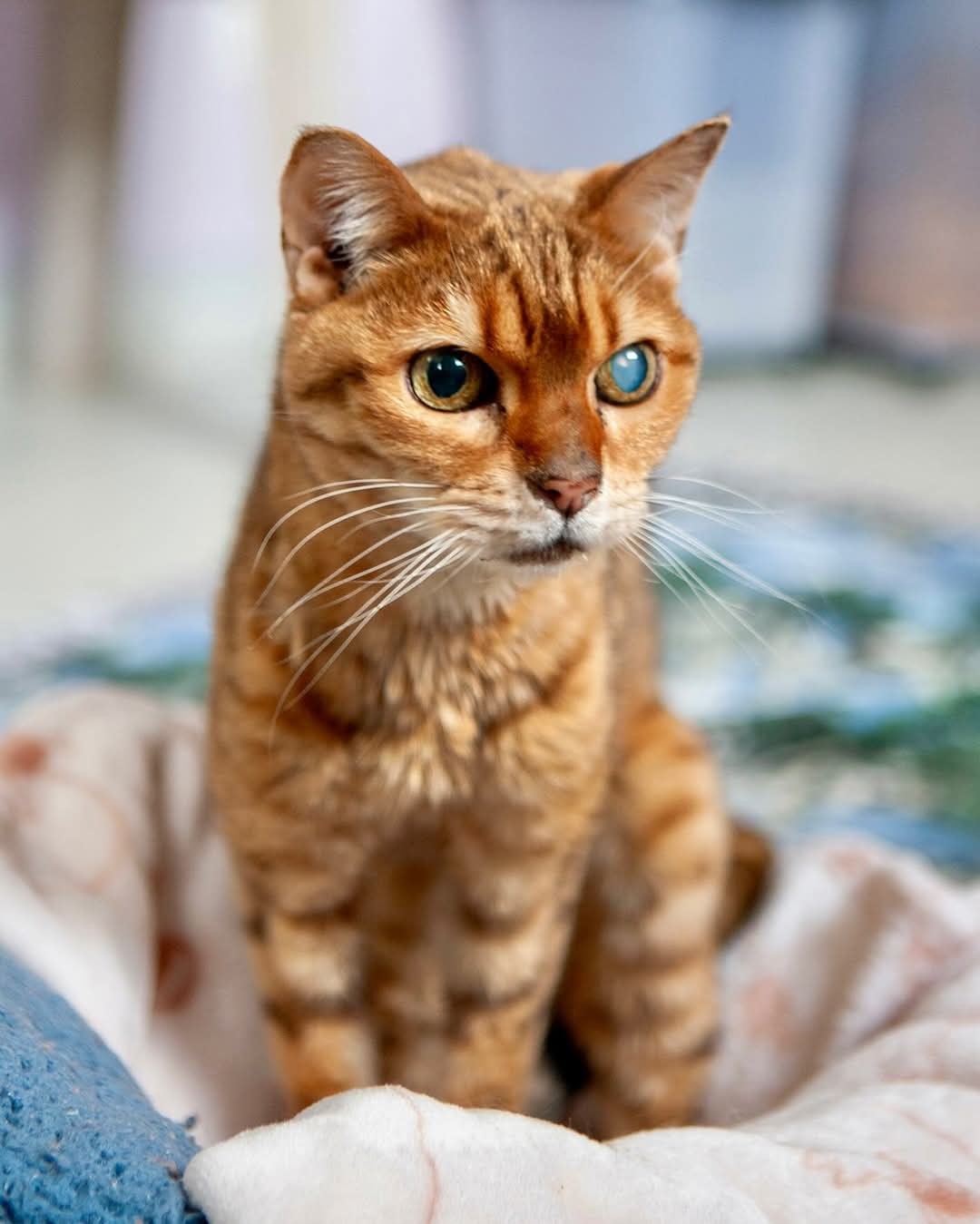 Kitty, an adoptable Bengal in Lakewood, CO, 80215 | Photo Image 2