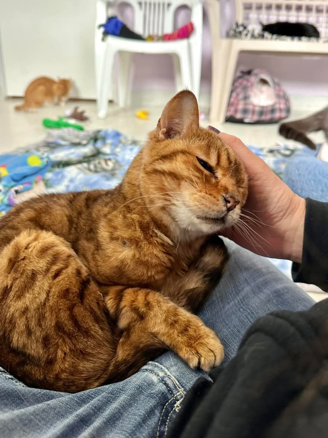 Kitty, an adoptable Bengal in Lakewood, CO, 80215 | Photo Image 4