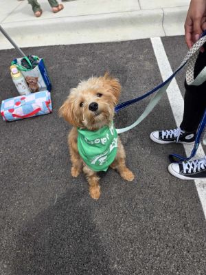 Knuckles, Young Male Maltese