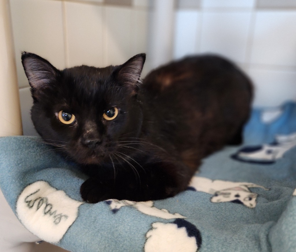 Cameron, an adoptable Domestic Short Hair in Superior, WI, 54880 | Photo Image 1