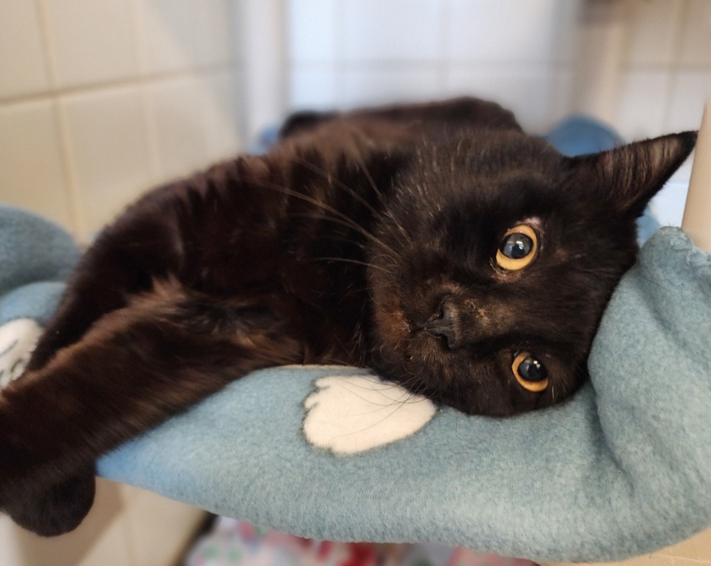 Cameron, an adoptable Domestic Short Hair in Superior, WI, 54880 | Photo Image 2