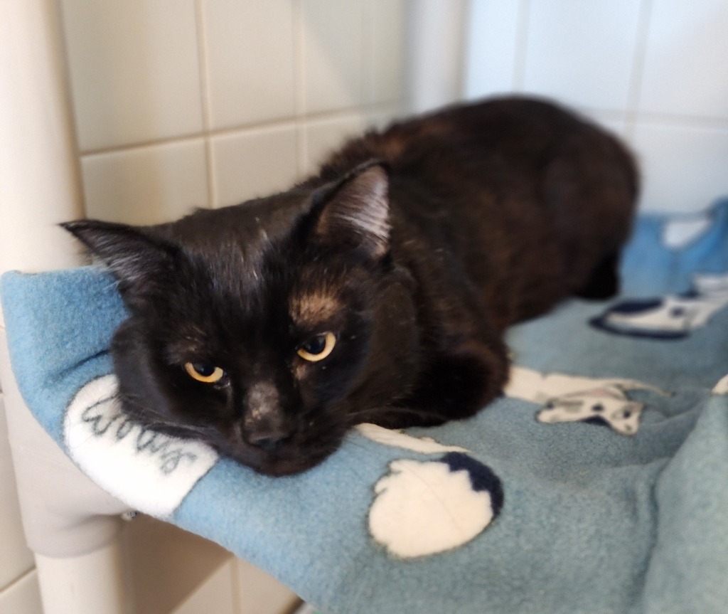 Cameron, an adoptable Domestic Short Hair in Superior, WI, 54880 | Photo Image 3