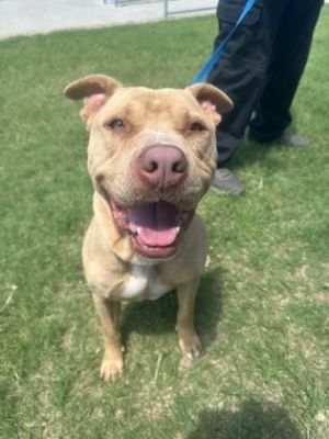 Vandal, Adult Male Pit Bull Terrier