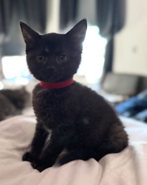 Tinkers aka Tinkerbell