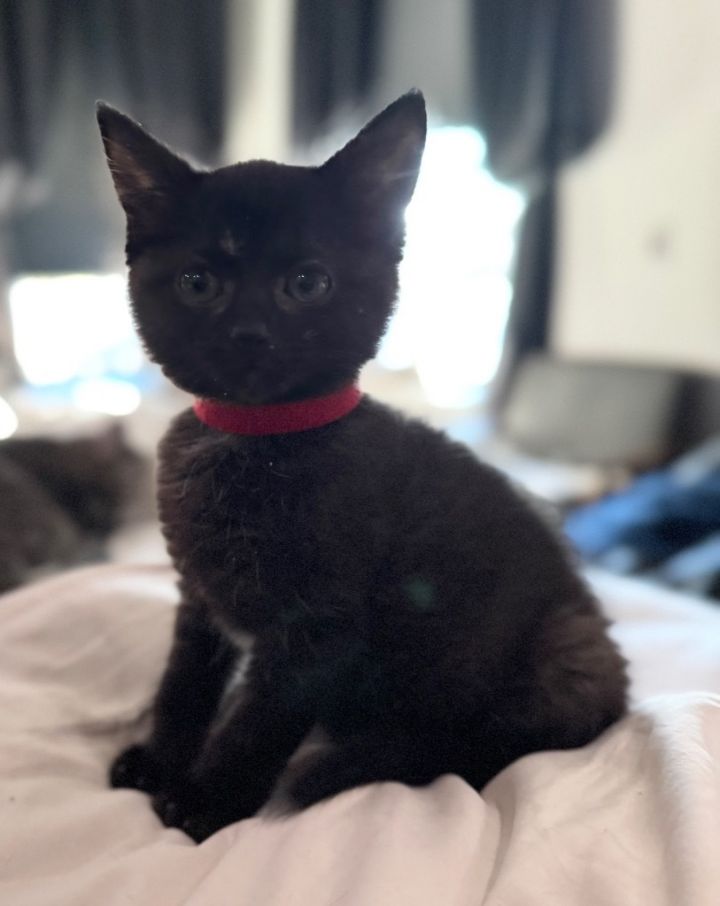 Tinkers aka Tinkerbell 1