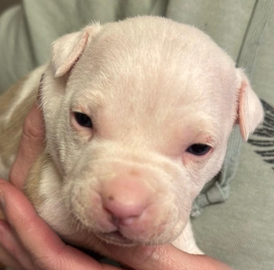G2 Pudgie Pie Luna Rose