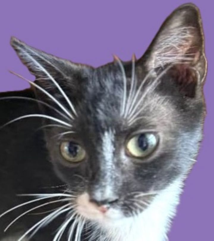 Mittens 1