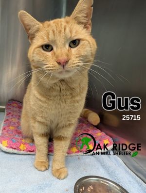 Gus is Ready for His Happily Ever After Our adventurous boy Gus has quite the story to tell Just m