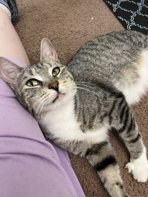 Jellybean, Adult Female unknown