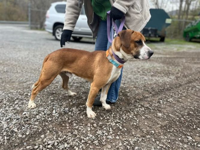 Rubble (2yo, 46lbs)