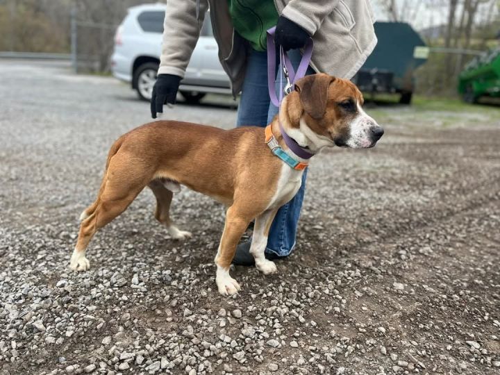 Rubble (2yo, 46lbs) 1