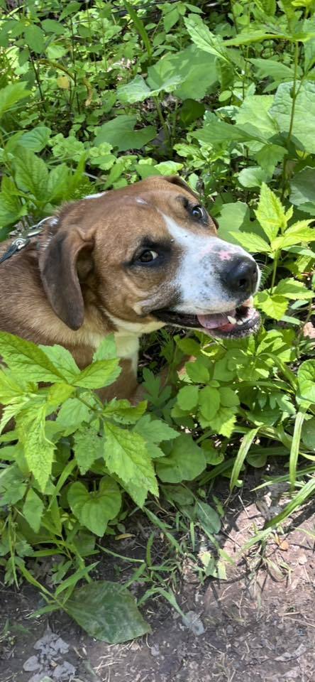 Rubble (2yo, 46lbs) 2