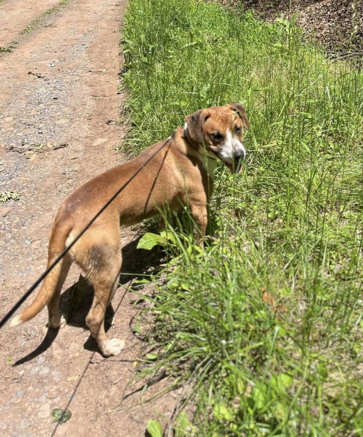 Rubble (2yo, 46lbs) 3