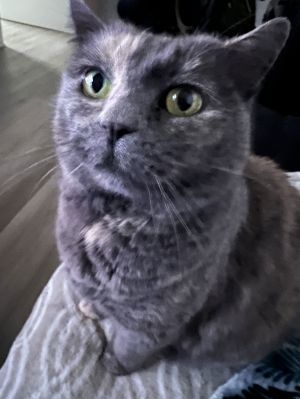 Gabby - In Foster