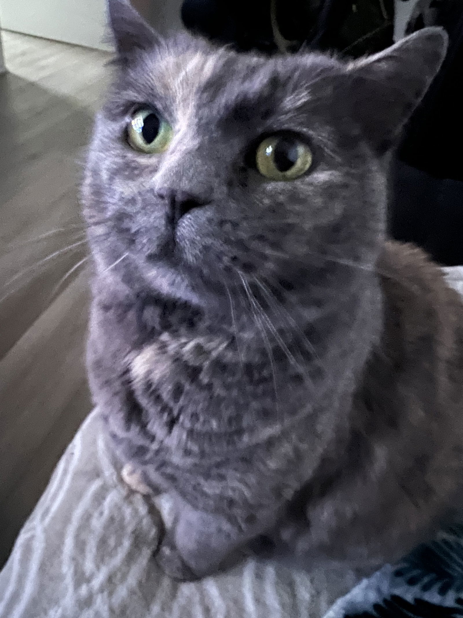 Gabby - In Foster, an adoptable Domestic Short Hair in Emmett, ID, 83617 | Photo Image 1