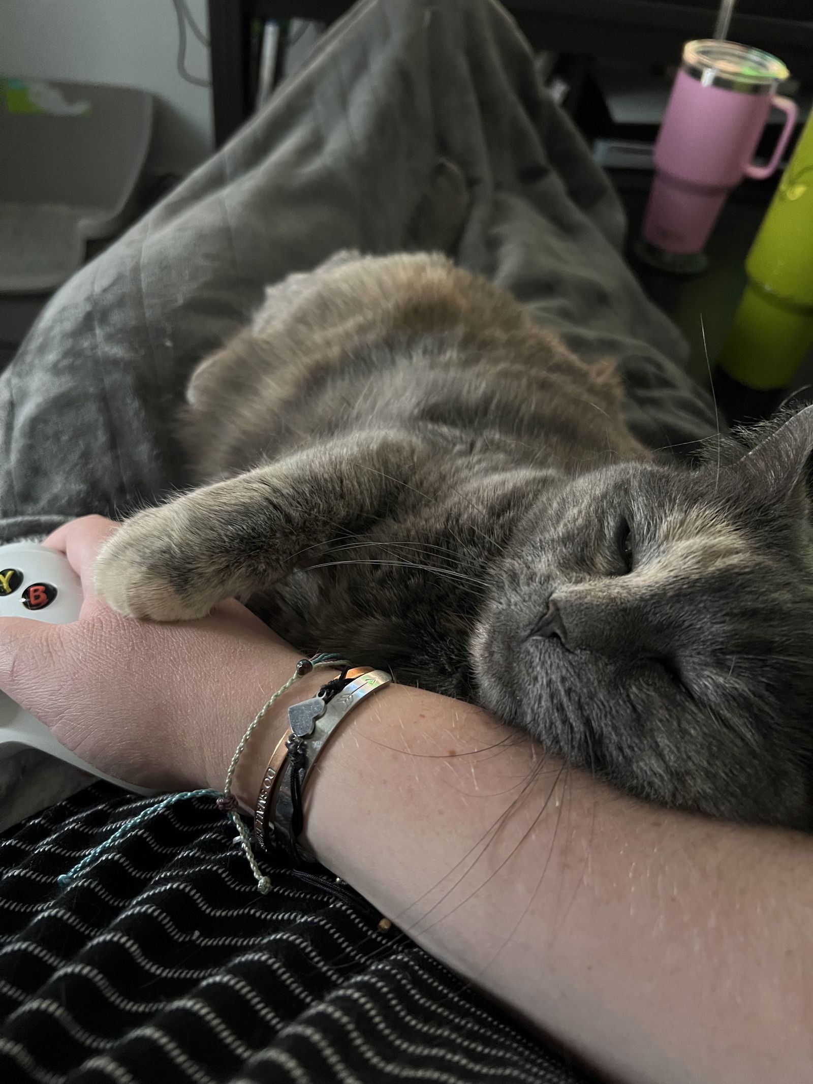 Gabby - In Foster, an adoptable Domestic Short Hair in Emmett, ID, 83617 | Photo Image 3