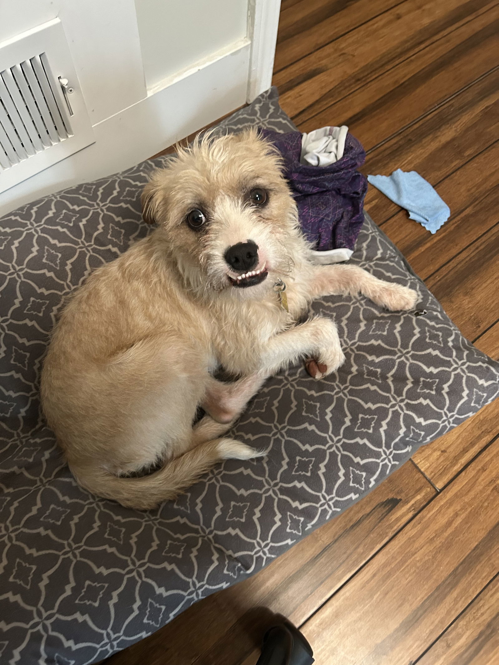 Winston Wiggles