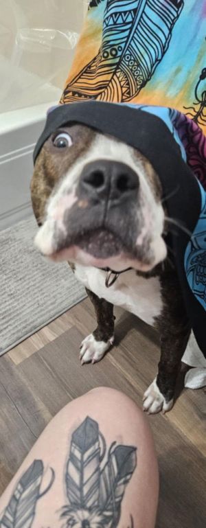 Boss, Young Male Boxer