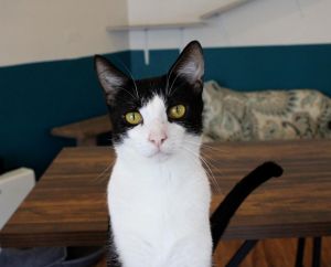 Thornby, Adult Male Domestic Short Hair