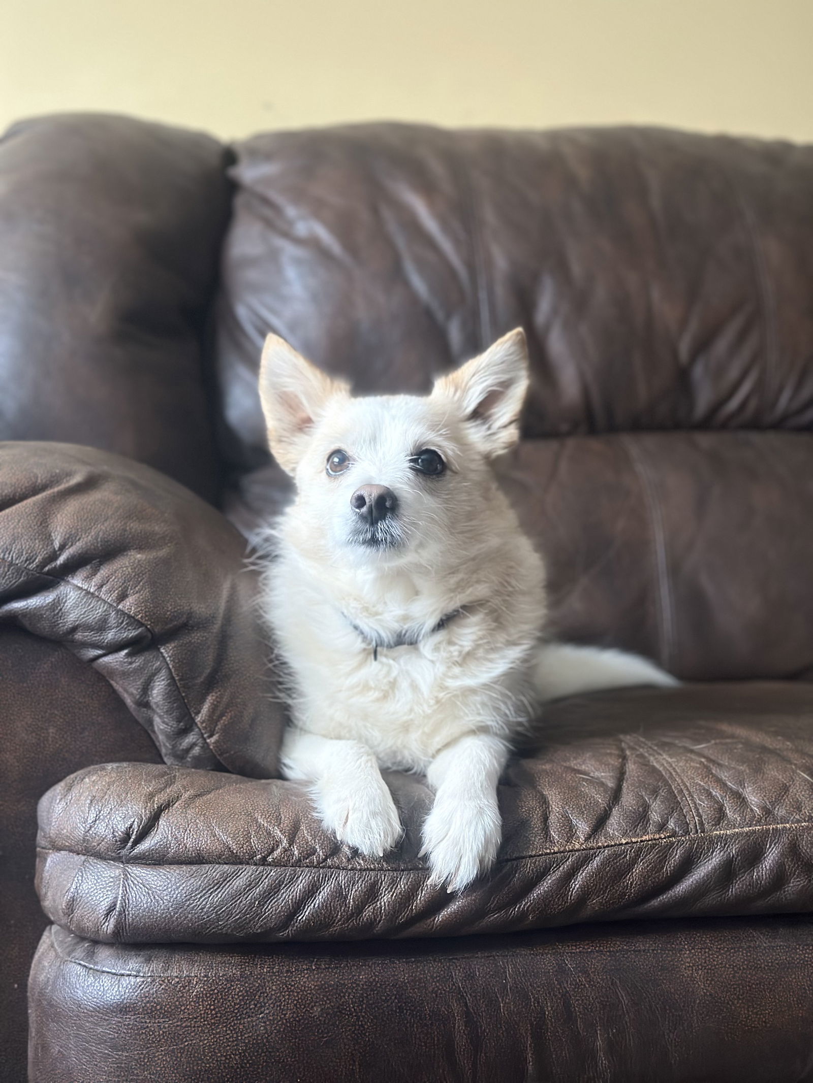 Bently, an adoptable Papillon, Feist in Mouth Of Wilson, VA, 24363 | Photo Image 1