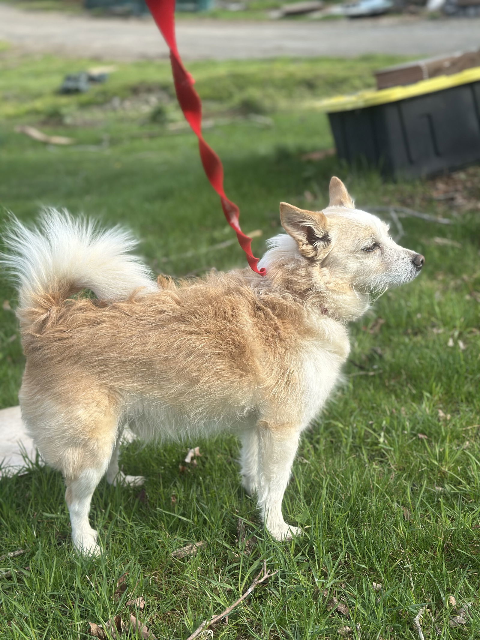 Bently, an adoptable Papillon, Feist in Mouth Of Wilson, VA, 24363 | Photo Image 3