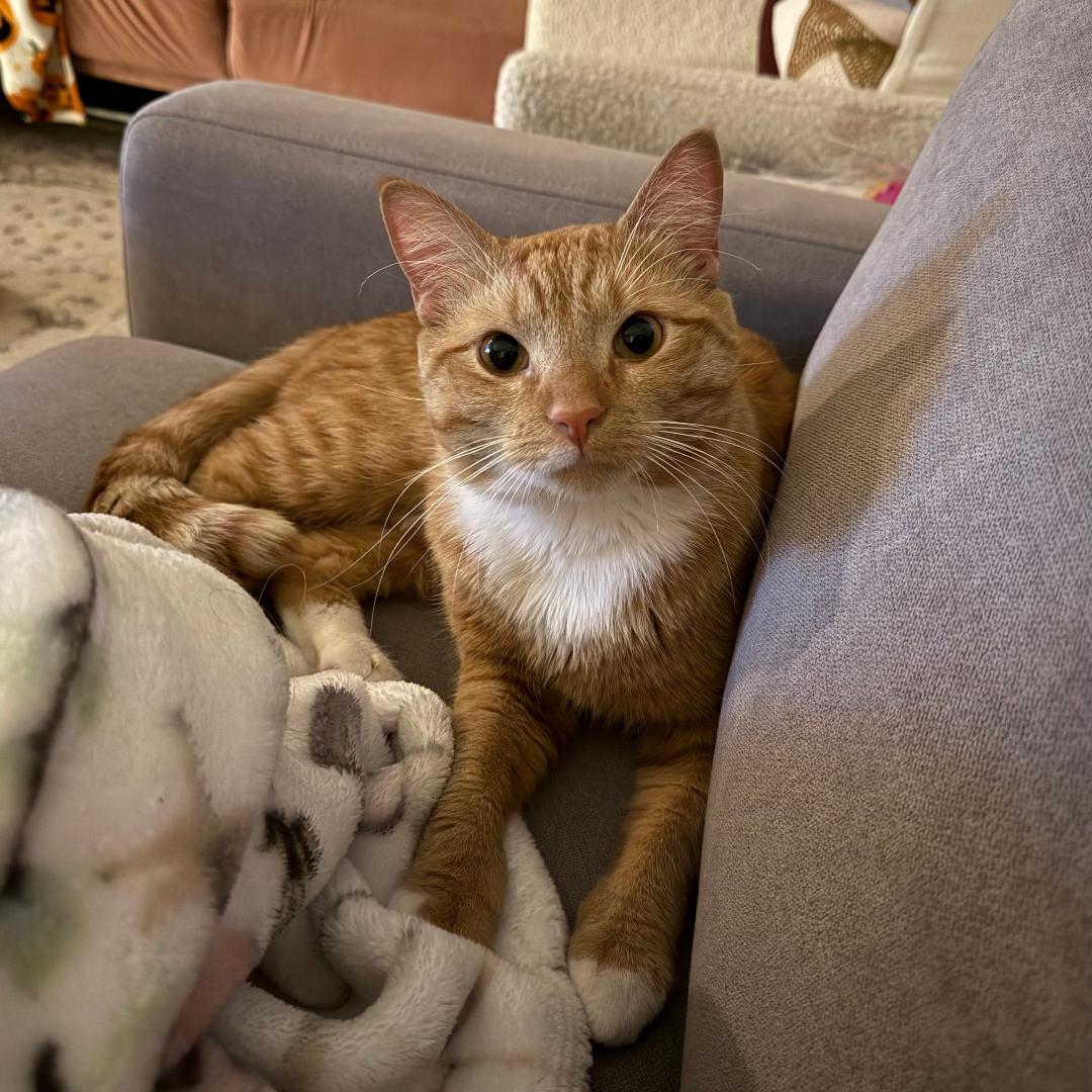 Nacho